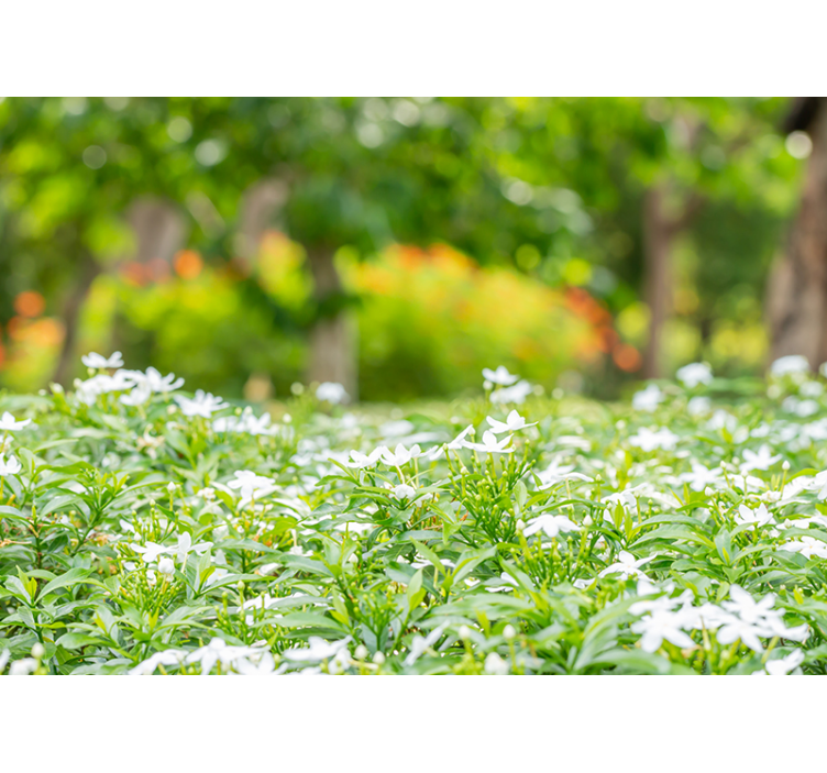 Bloemen foto behang lush witte bloesems - TenStickers