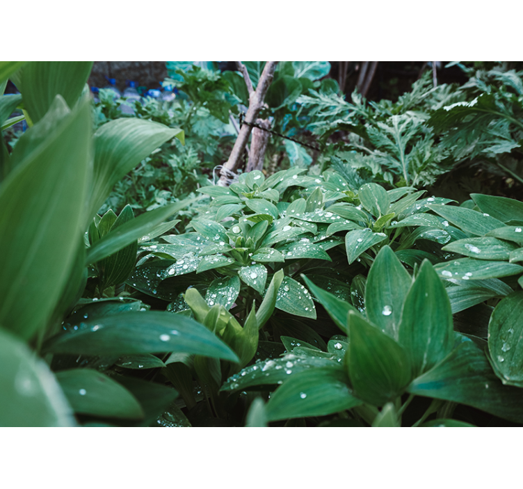 Weelderige groene textuur fotobehang natuur - TenStickers