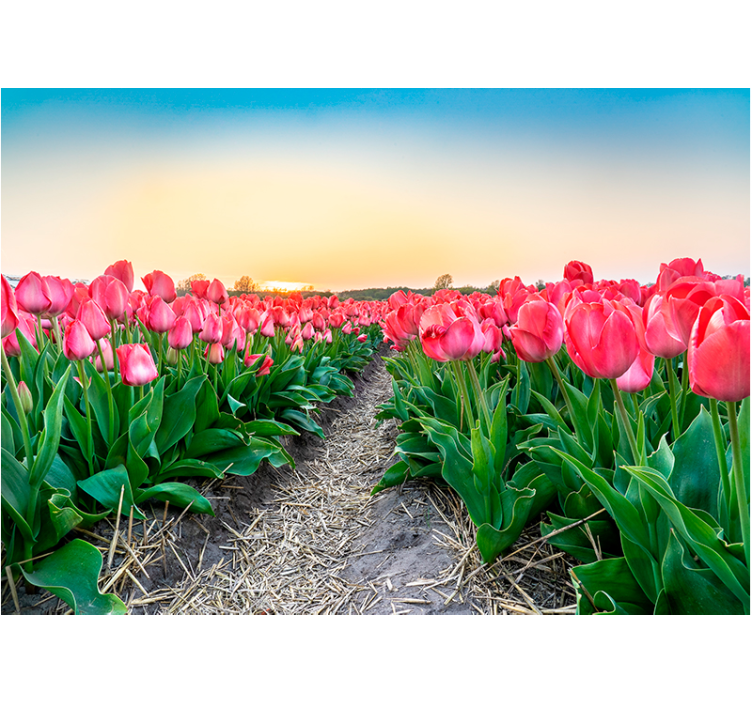 Tulpenveld sereniteit fotobehang klaprozen - TenStickers