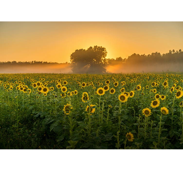 Zonnebloemveld zonsondergang bloemen foto behang - TenStickers
