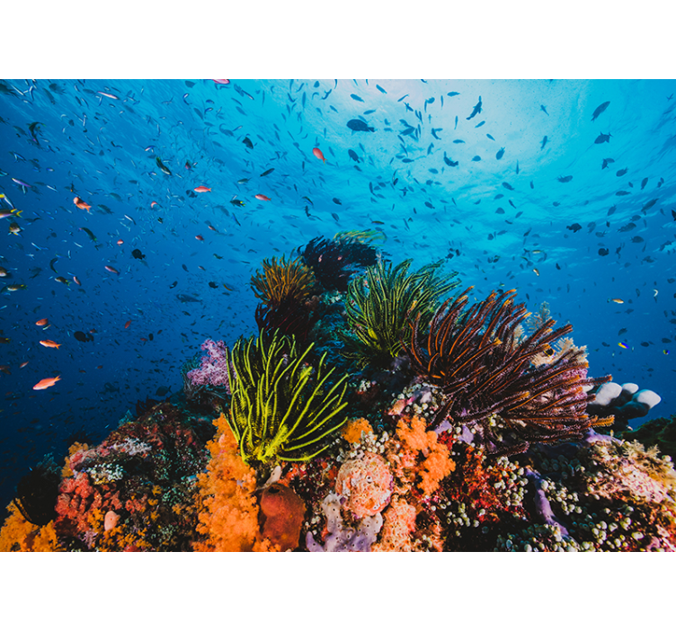 Fotobehang zee onderwater koraal paradijs - TenStickers