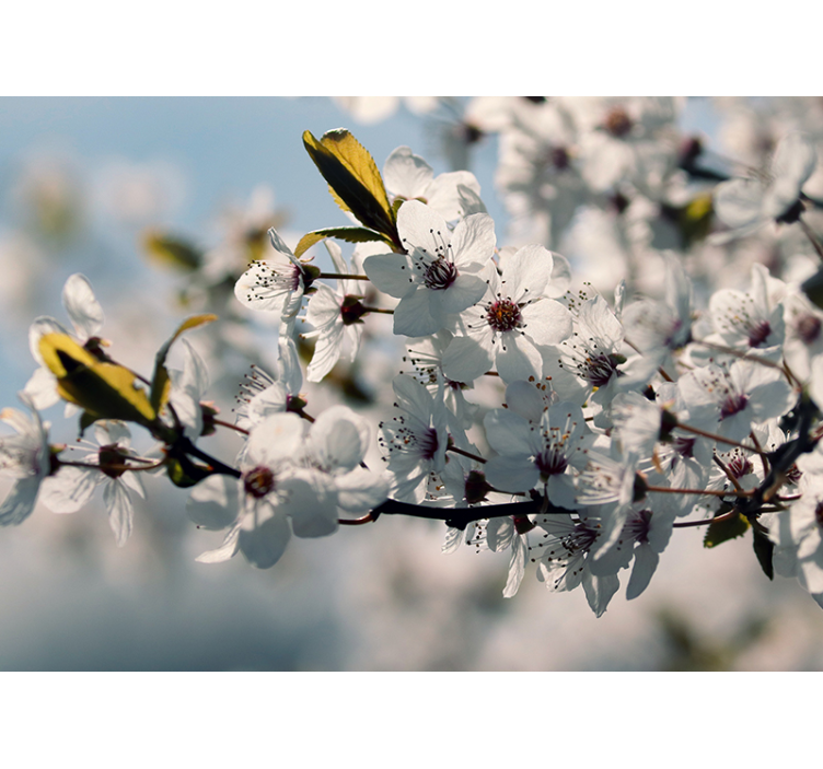 Sakura bloesemstengel bloemen foto behang - TenStickers
