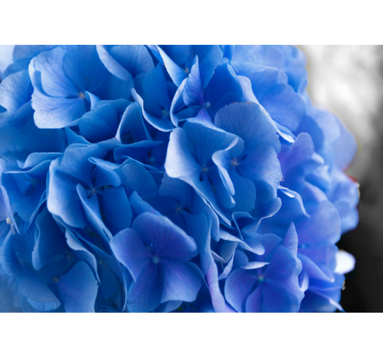Bloemen foto behang hortensia blauwe bloesems - TenStickers