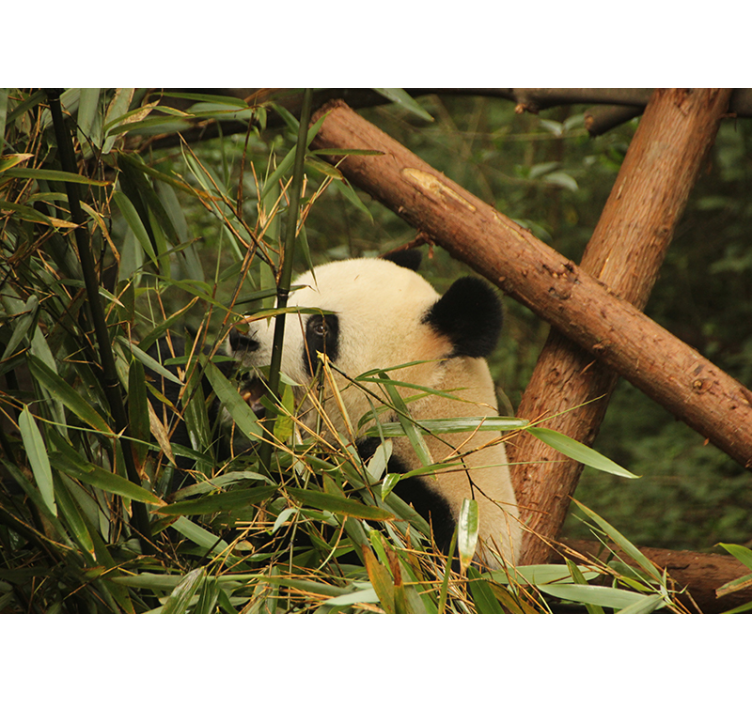 Panda tussen bamboe foto behang dieren - TenStickers