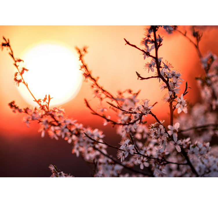 Zonsondergang bloesemvertoning bloemen foto behang - TenStickers