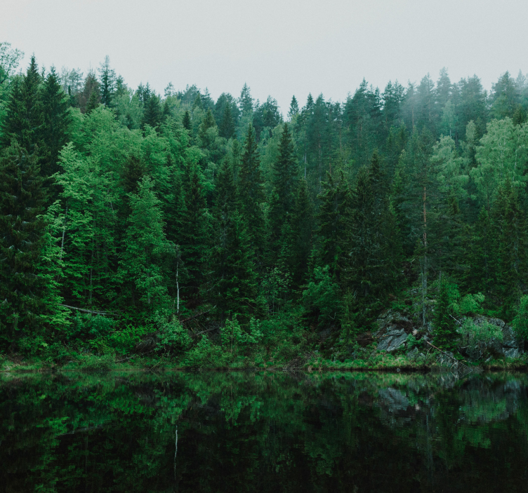 Fotobehang van een diep bos - TenStickers