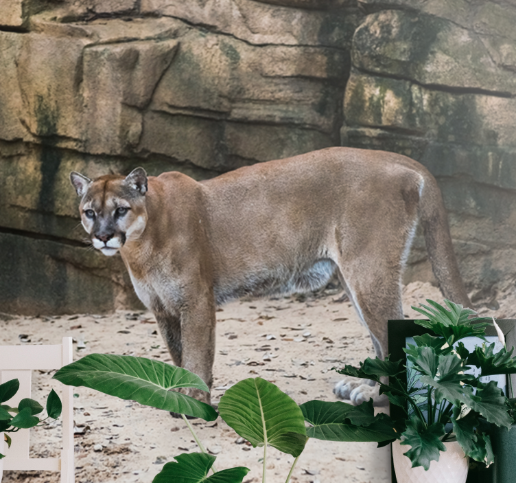 Foto behang dieren cougar in habitat - TenStickers