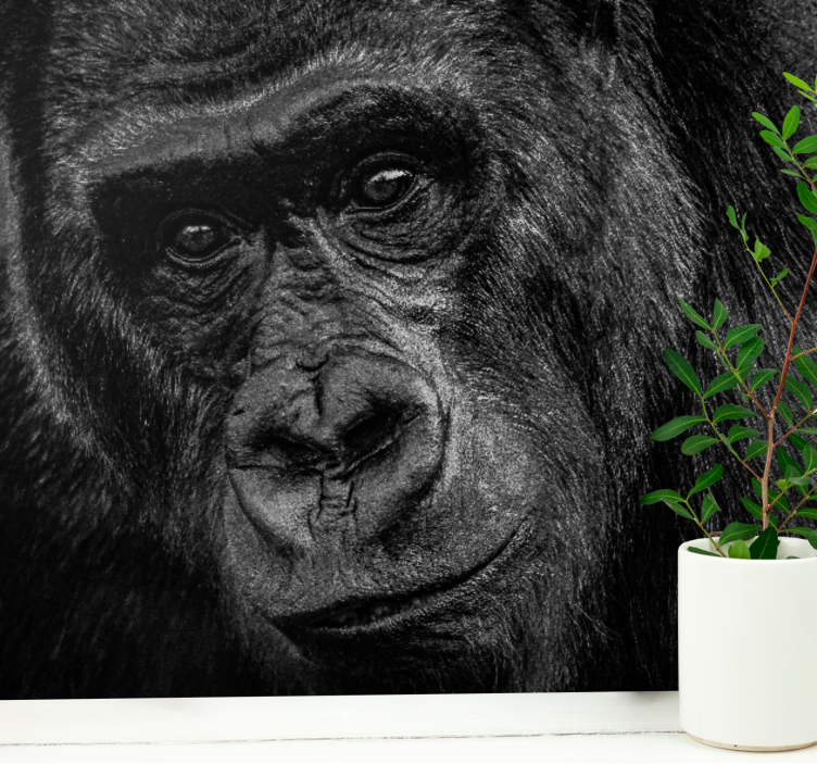 Foto behang dieren gorilla close-up - TenStickers