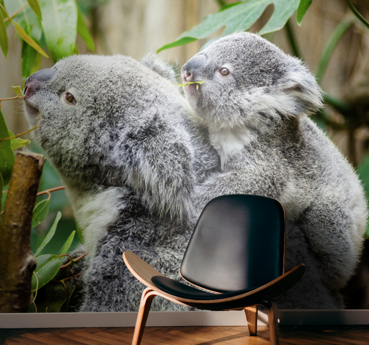 Foto behang dieren koala's op boom - TenStickers