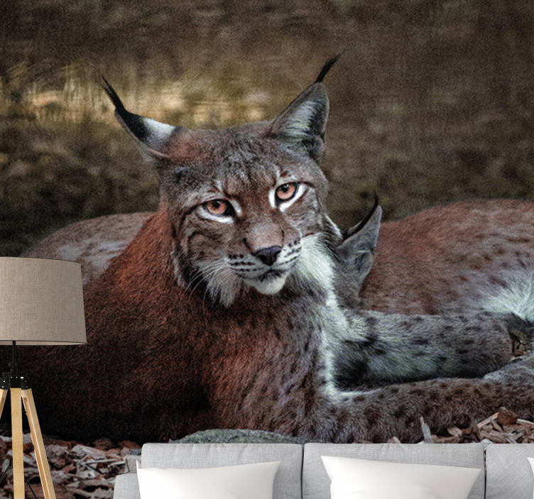 Foto behang dieren lynx slapend paar - TenStickers