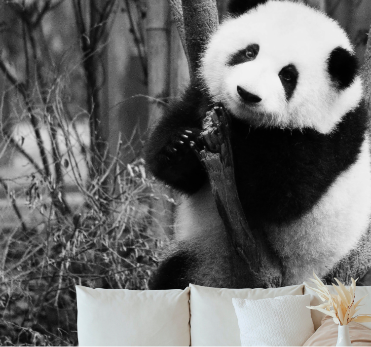 Foto behang dieren panda op boom - TenStickers