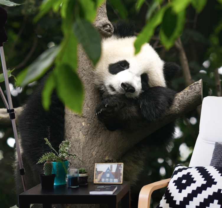 Foto behang dieren panda rustend in boom - TenStickers