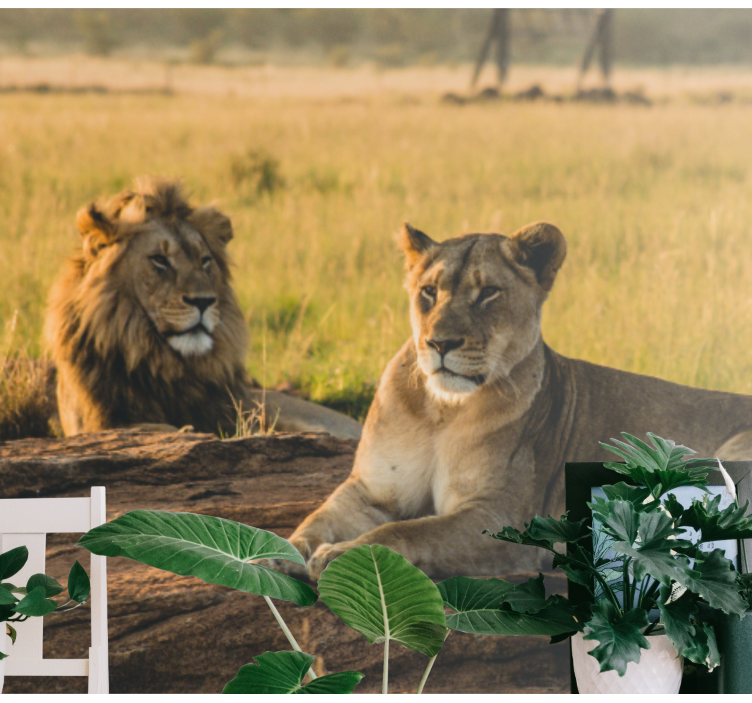 Fotobehang leeuwen majestueus leeuwenpaar - TenStickers