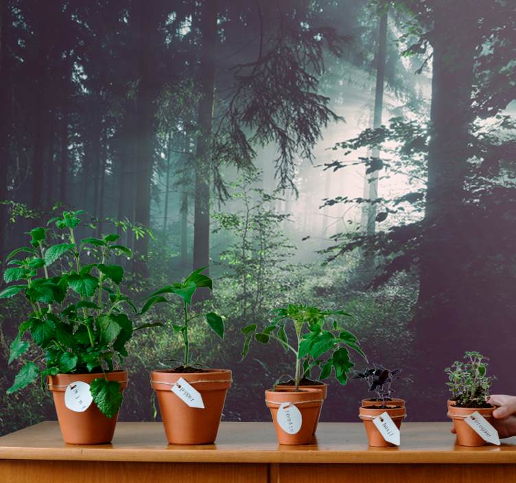 Fotobehang natuur groene boslandschap - TenStickers