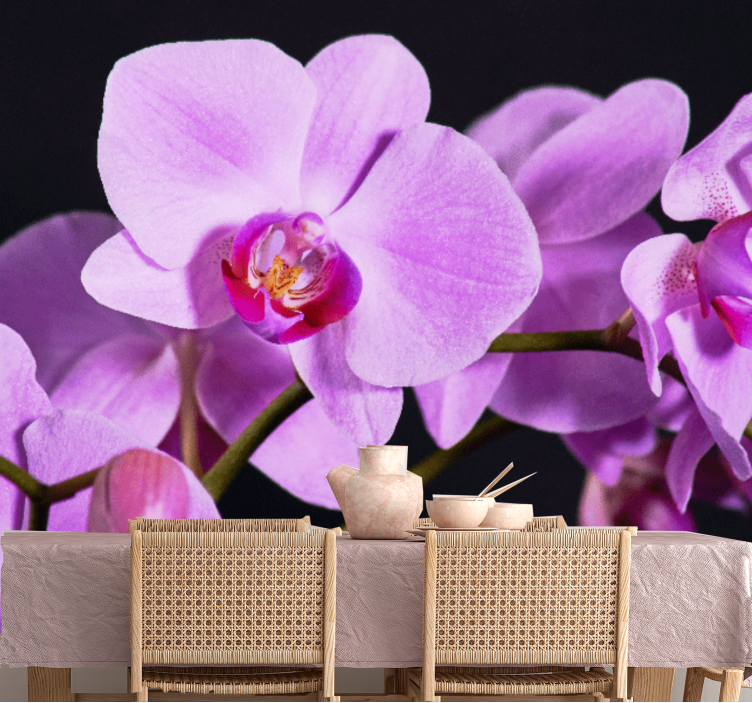 Fotobehang orchideeën elegante bloesems - TenStickers