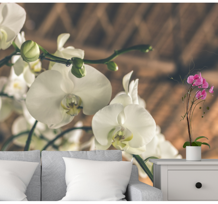 Fotobehang orchideeën elegante orchideeënbloesems - TenStickers