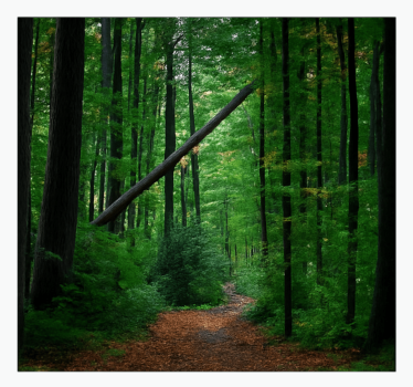 Groen bosontwerp foto behang jungle - TenStickers