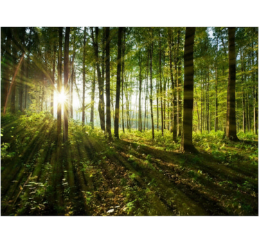 Behang bos gouden zonneburst hout - TenStickers