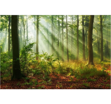 Behang bos zonnige ochtendboomgaard - TenStickers