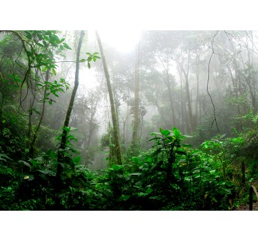 3D behang bos donkere jungle - TenStickers