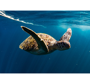 Schildpad onderwater fotobehang behang - TenStickers