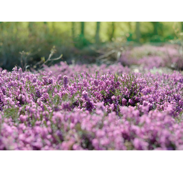 Fotobehang natuur paars landschap - TenStickers
