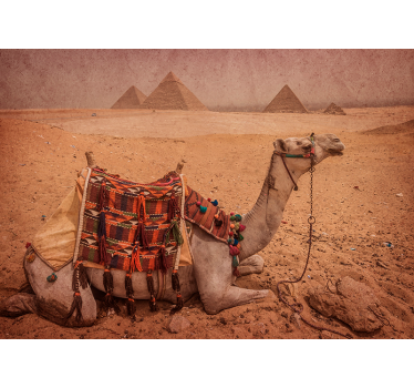 Woestijn fotobehang Kameel voor een piramide - TenStickers