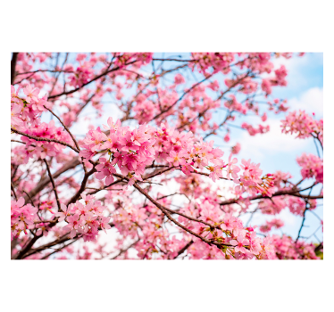 Fotobehang bomen Kersenbloesem boom hemelachtergrond - TenStickers