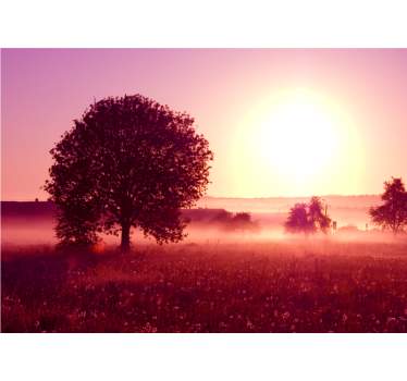 Fotobehang natuur silhouet van een boom bij zonsondergang - TenStickers