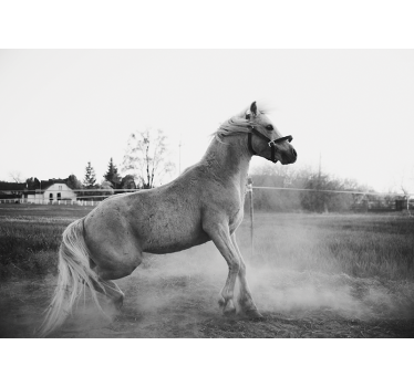 Foto behang dieren galopperend pony - TenStickers