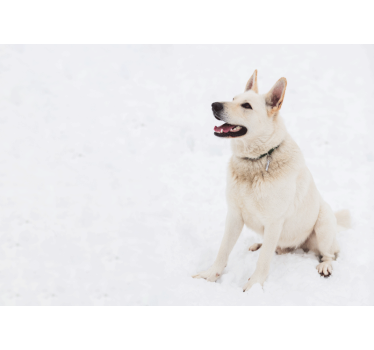 Blije witte hond foto behang dieren - TenStickers