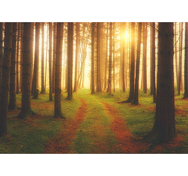 Behang bos woodland trail uitzicht - TenStickers