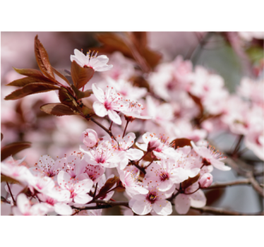Kersenbloesem elegantie bloemen foto behang - TenStickers
