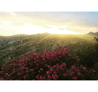 Fotobehang natuur bloeiende roze flora - TenStickers