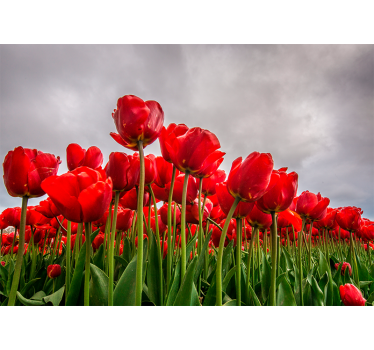 Rood tulpenveld fotobehang klaprozen - TenStickers