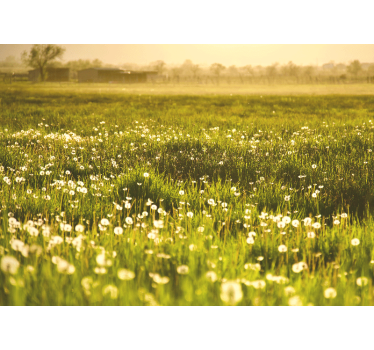 Bloemen foto behang paardenbloemweide scène - TenStickers