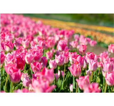 Levendig bloeiend veld fotobehang tulpen - TenStickers