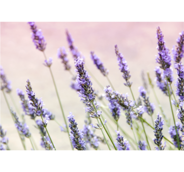 Bloemen foto behang lavendel bloemige elegantie - TenStickers