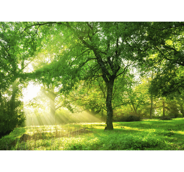 Fotobehang natuur zonovergoten groene scène - TenStickers