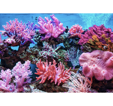 Aquatisch koraal tafereel fotobehang zee - TenStickers
