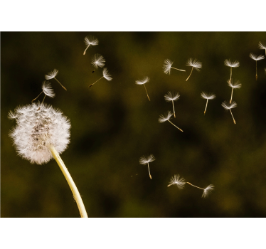 Fotobehang paardenbloem zwevende zaadpluizen - TenStickers