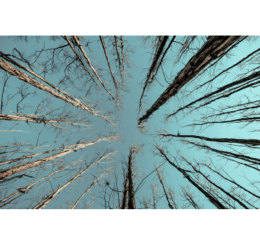 Foto behang bomen die de lucht raken - TenStickers