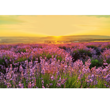 Bloemen foto behang lavendelweide dusk - TenStickers