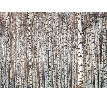 Foto behang bomen berkenboomwoud - TenStickers