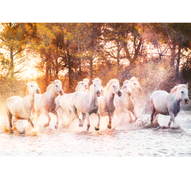 Foto behang dieren majestueuze paarden rennen - TenStickers