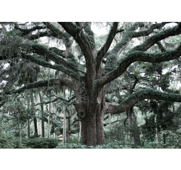 Majestueuze eiken takken foto behang bomen - TenStickers
