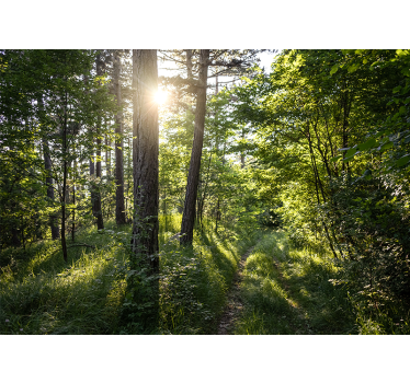 Fotobehang natuur glanzend bospad - TenStickers