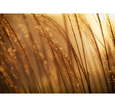 Fotobehang natuur zacht gouden gras - TenStickers