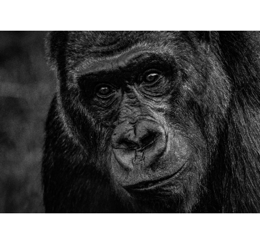 Foto behang dieren gorilla close-up - TenStickers