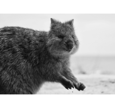 Foto behang dieren close-up wombat gezicht - TenStickers